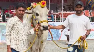 రెంటచింతల సబ్ జూనియర్స్ 5జత.GLR Bulls. గరికపాటి లక్ష్మయ్య చౌదరి గారు పెద్ద గొట్టిపాడు గ్రామం