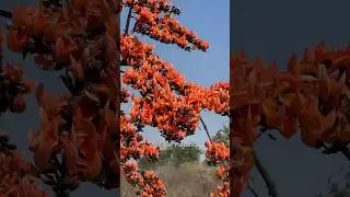 The flame of the forest - Palash | state flower of #jharkhand #ranchi #dhanbad #jamshedpur #shorts