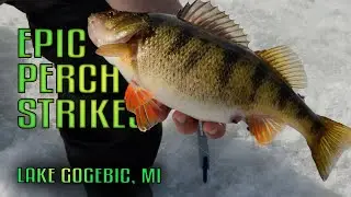 Jumbo Teeter Pigs on Ice: Epic Perch Fishing Lake Gogebic Michigan | Fisherman's Digest