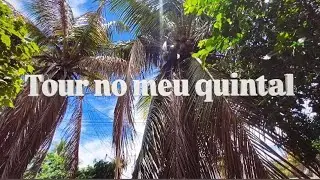Tour pelo meu quintal 