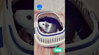 Сэму купили переноску!!! #animal #pets #baby #babyboy #guineapig #nature #food