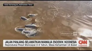 Jalan Panjang Selamatkan Mamalia Endemik Indonesia