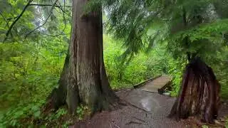 Rainy Forest Walk 🌧️ | No Music | 1 Hour 40 Minutes of Pure Nature