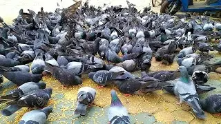 What Do Pigeons Eat || Pigeon Food