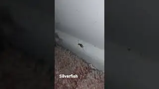 I found a silverfish in my room #shorts