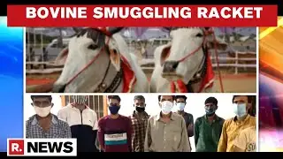Bovine Smuggling Racket Bused In J&K; 2 Arrested, 265 Cattle Rescued