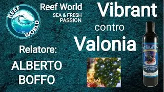 Vibrant contro Valonia - Alberto Boffo by Reef-World