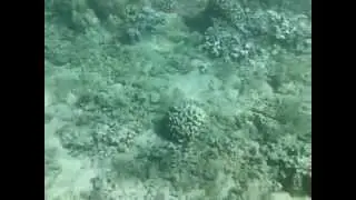 Hawaii Vaca Movie