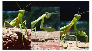 Praying mantis attacks!