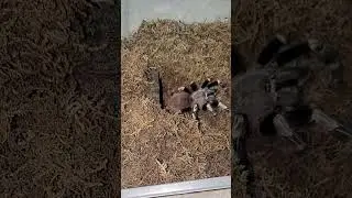 Brazilian Red & White Tarantula (Nhandu Chromatus) Pounces #shorts #tarantula #short #spider