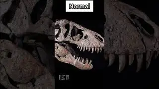 Things That Are Bigger than You Think|FLEX TV #thinkthatarebiggertganyouthink #flextv #explore#viral