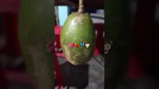 một tr&aacute;i coc biến  th&agrave;nh  nhiều coc  3.9.2022