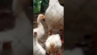 anak angsa putih