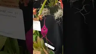 The 74th Annual Show Sacramento Orchid Society