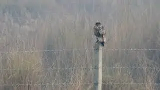 Egyptian Vultures in Chambal River Sanctuary |  Indian Birding Hotspot