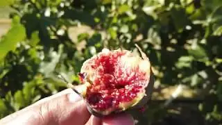 Black Madeira Fig