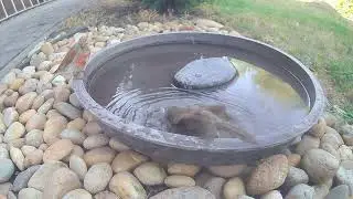 Drinking linnet (Linaria cannabina) watching a robin (Erithacus rubecula)  taking a bath