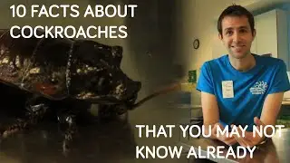 10 facts about cockroaches | Glasgow Science Centre