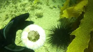Scuba diving at Georges Head Tunnel & Old Man's Hat | 28.01.2017
