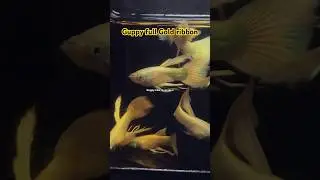 Ikan Guppy full gold ribbon ready penjualan via shopee #ikan #ikanhias #aquascape #fish #guppy