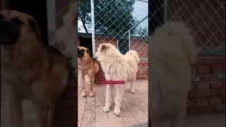 Dogs Sense Energy Better Than Humans &ndash; This Moment Proves It  #kingchalesdogboss #kingchal