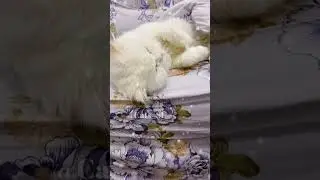 Cats talk to their owners 😍🥰