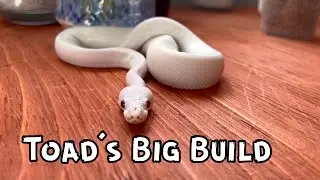 Toads Big Build: Episode 6: Drainage layer + Substrate