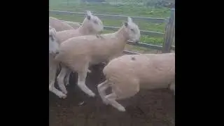 KJC Border Leicester Stud Rams 2020 drop By Bindaree B180010 purchased 2019 for $16,500