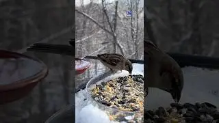 Couple of speedy visitors this afternoon 🐦 #theperchandhandplate #cattvtv #birdwatching #asmr