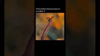How ladybug wings Look like #ytshorts #fypシ゚viral #trendingshorts #fypyoutube