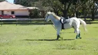 Lunge Line with Luna - My Rescue Horse