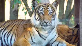 Tiger Hunting Instincts, From Patience to the Decisive Pounce