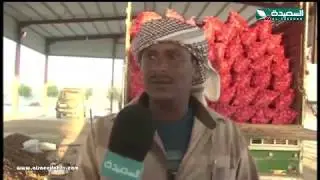 تقرير : أسرة بافطيم الرائدة في إنتاج بذور وزراعة البصل (27-7-2018)