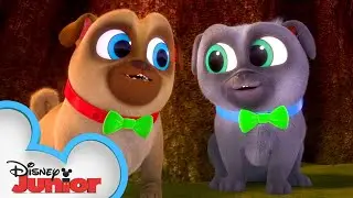 Bingo and Rolly Look for a Clover 🍀 | Puppy Dog Pals | Disney Junior