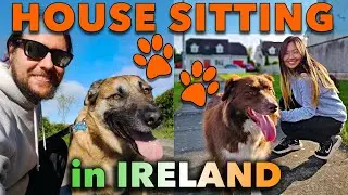 Pet and House sitting around the world - 🐕 #housesitting vlog in Ireland 🇮🇪