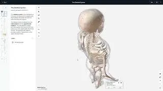 Anatomy and physiology Skeleton 3D model