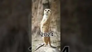 2023 Meerkat and 5000bce meerkat||mythical biology|| #shortsvideo