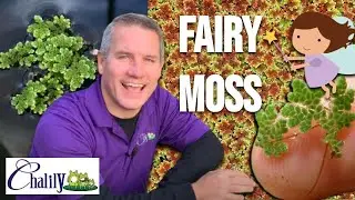 Azolla (Fairy Moss) - A Magical Micro Fern