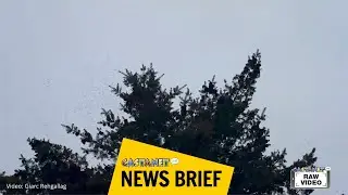 massive bug swarm