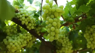Australian table grape promo