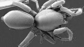 Science Bulletins: Seeking Spiders&mdash;Biodiversity on a Different Scale