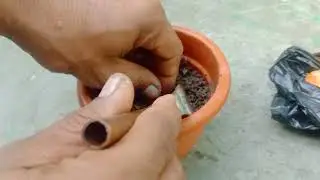How to grow red rose 🌹 from buds with papaya