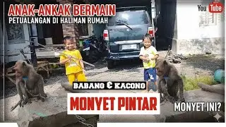 Monyet bonbon‼️monyet liar yang  jinak berteman dengan babang & kacong pintar menangkap yg dilempar
