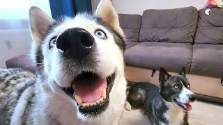 Husky's Funny Reaction To The Sounds! Bonus At The End!
