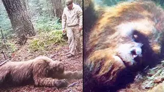 Hunter Tracks 2,000lb Bear, BUT He Finds a BIGFOOT NEST - Sasquatch Encounter