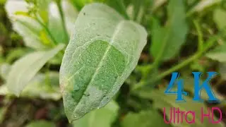 4K Ultra HD | Village Beautiful Nature | Mustard's flower and plant Closeup || by 4K Naturals ||