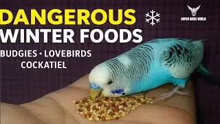 Dangerous Winter Foods for Birds ❄️ | Budgies, Lovebirds & Cockatiels Must Avoid These Foods