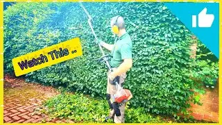 GIANT Beech Hedge Trimming