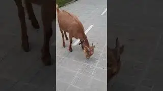 #vanlife meeting the friendly goat! #goat #shepherd #spain #moderndaybreakfastclub #friendly