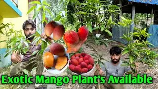 World Best Exotic Mango Plant's, Red All Time,TJC All Time,Jintarlang,Crimson Red, Red Dragon Mango.